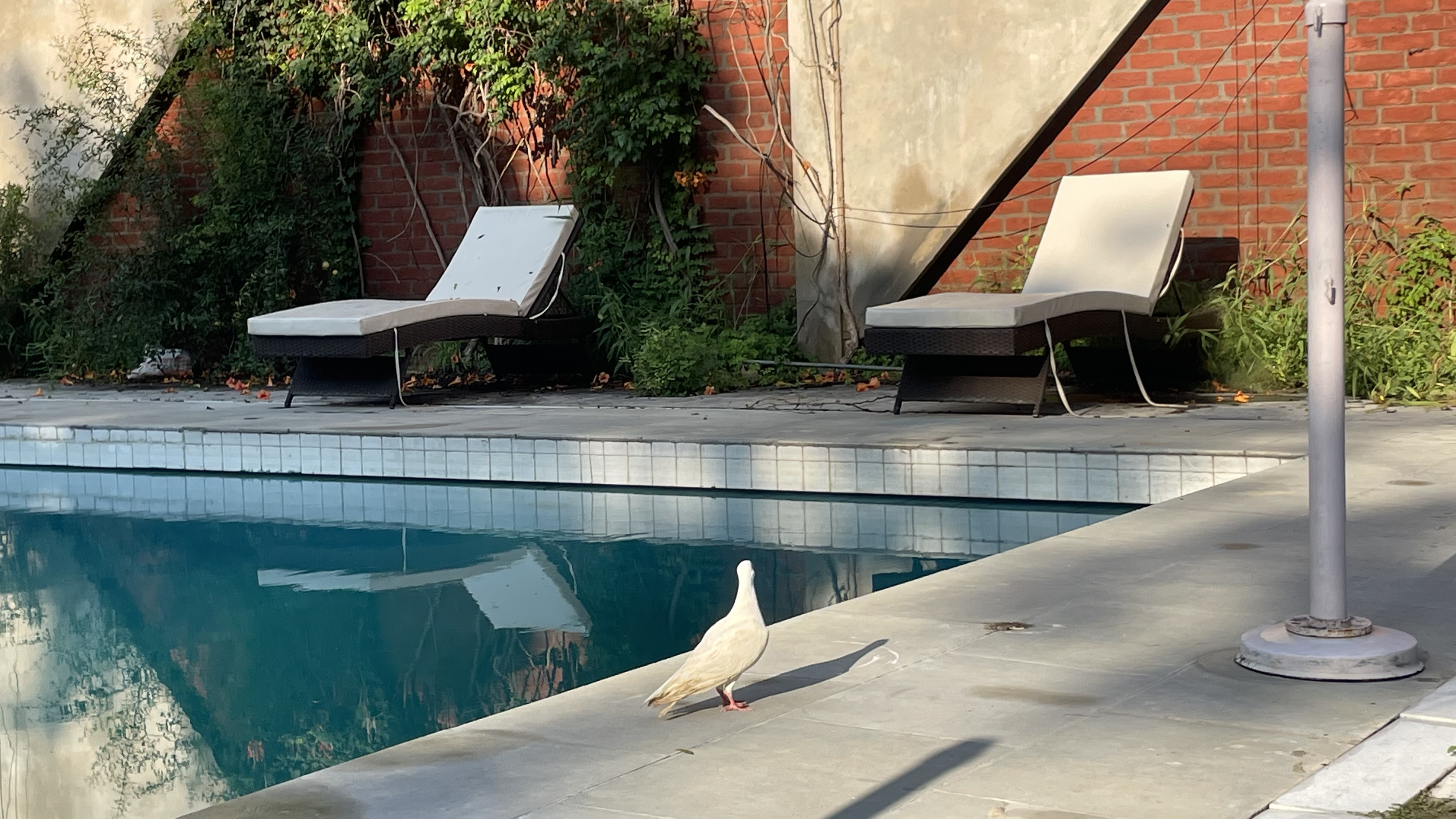 Tri-Color Pool Party — moment 1