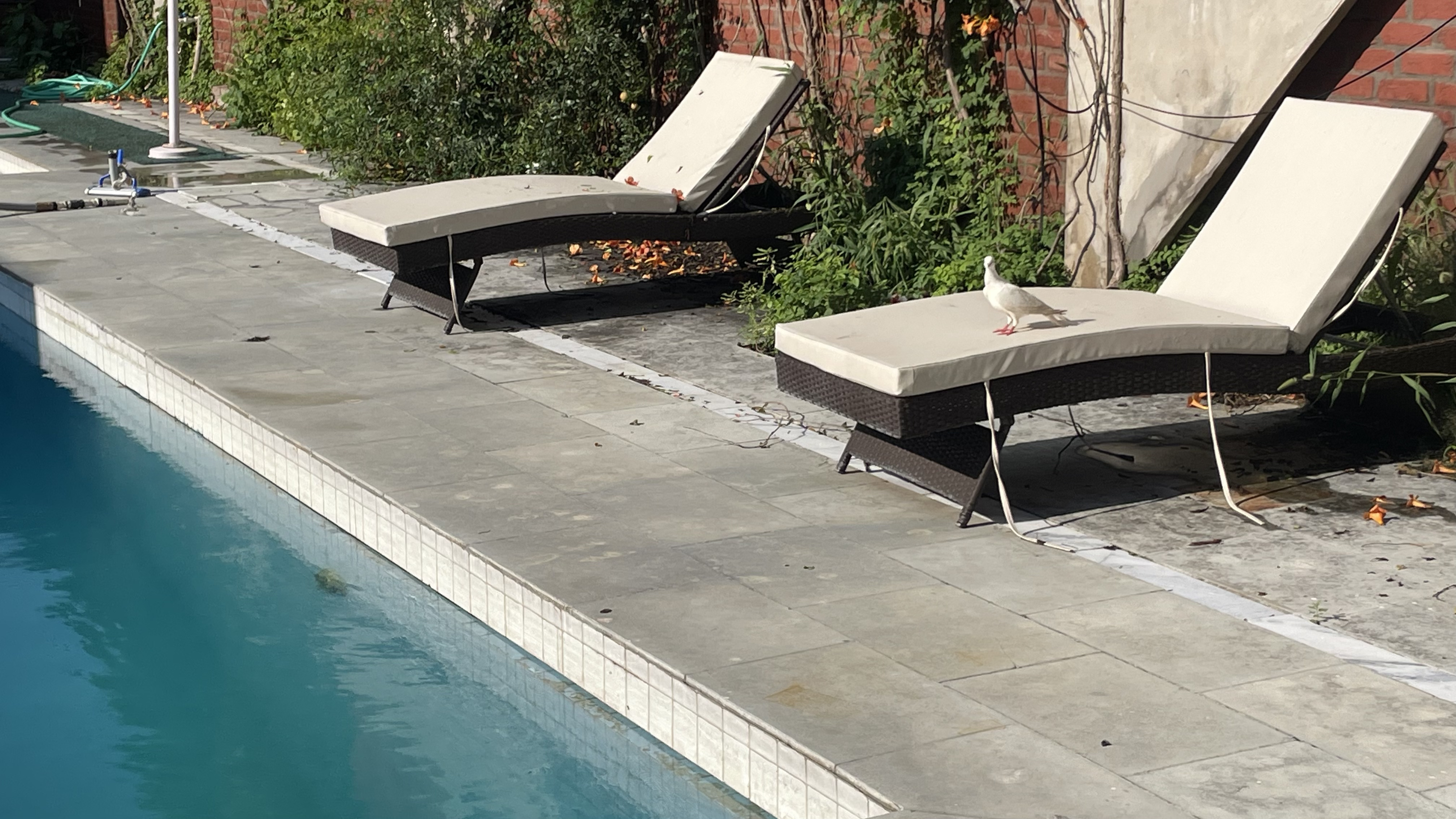 Tri-Color Pool Party — moment 2